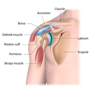 shoulder